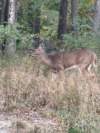 Photo taken from the back porch