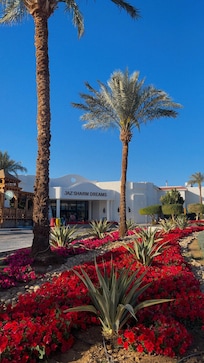 Jaz Sharm Dreams