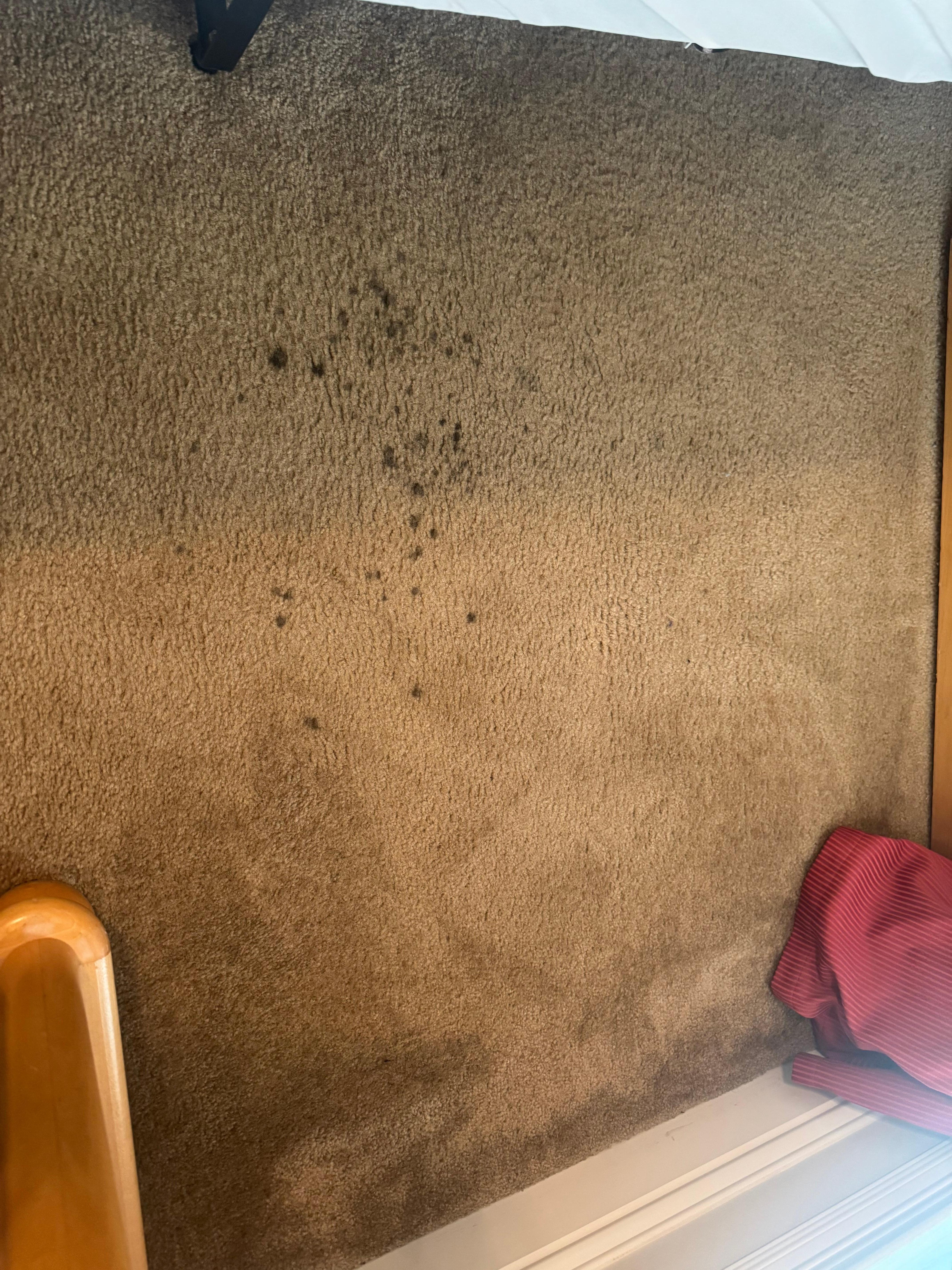 All carpets were old and stained. 