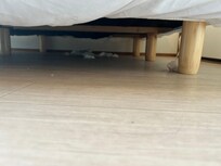 ベッドの下
清掃行き届いてない。