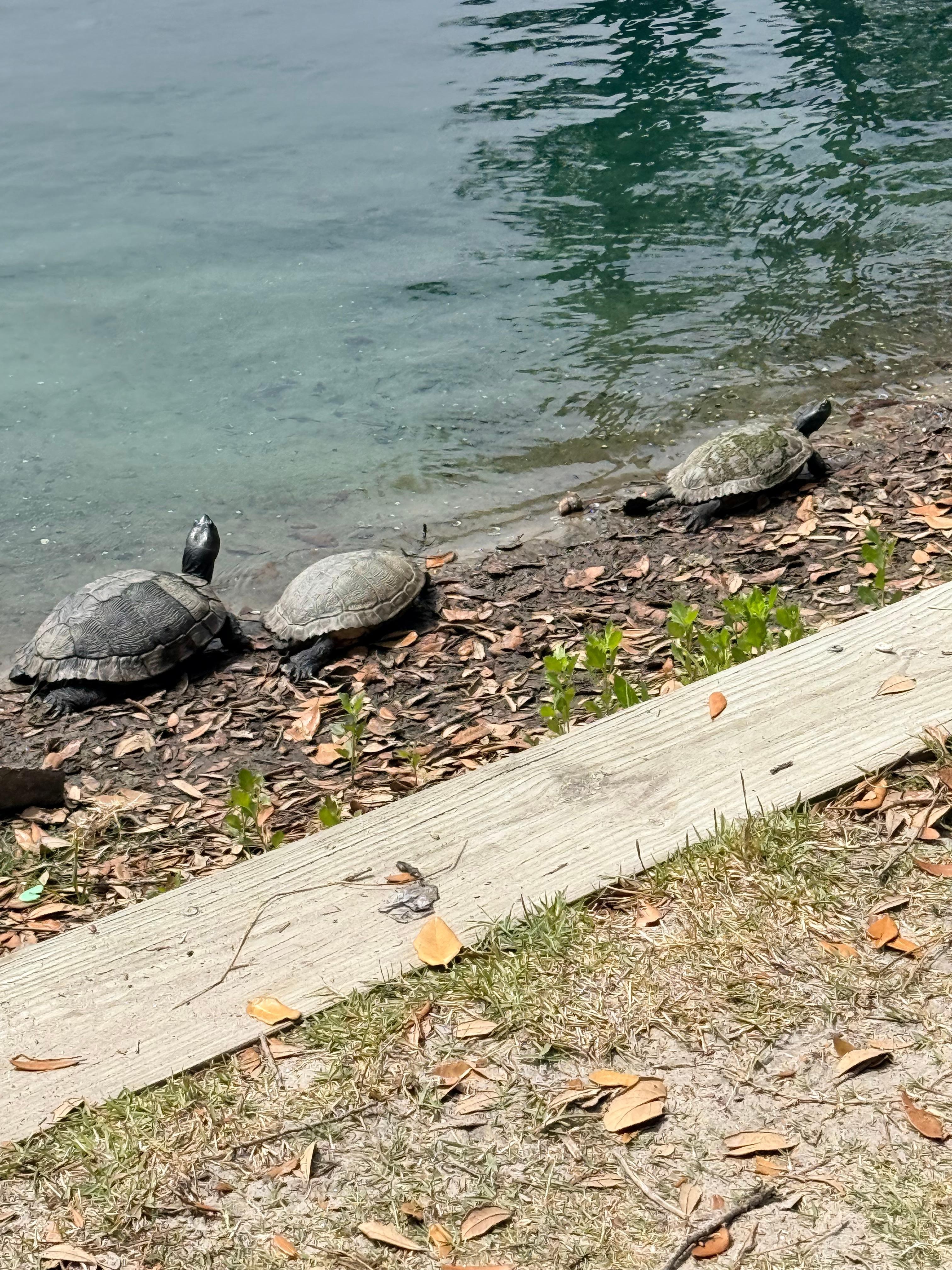 Turtles at the pond