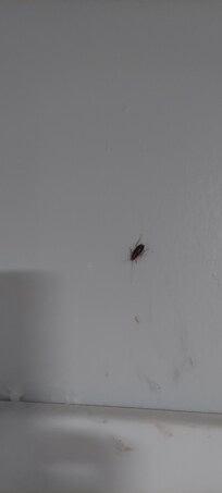 Roaches throughout the house in bed room kitchen and living room
