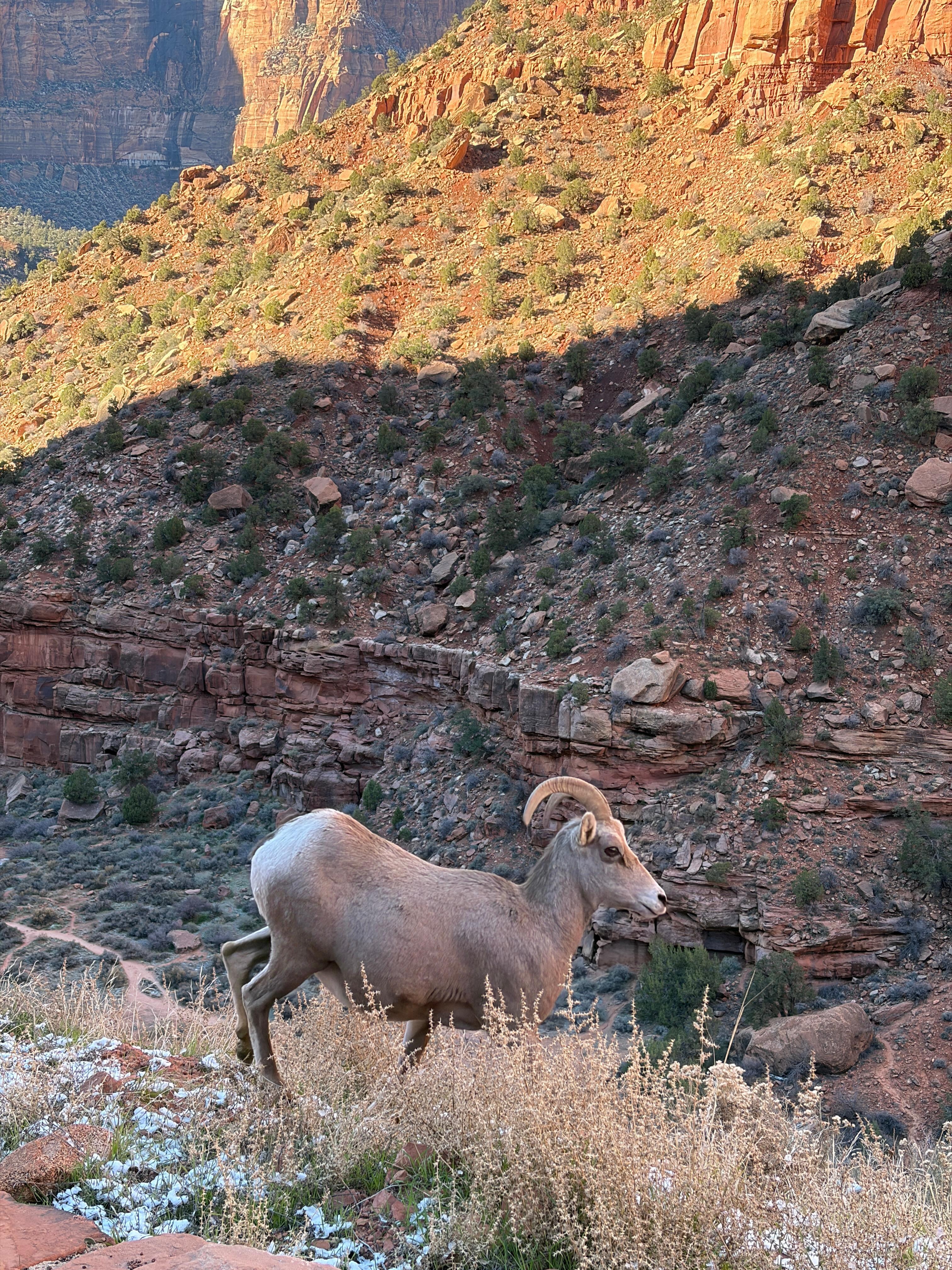 Big Horn sheep crossed right in front of us at Zion’s National Park