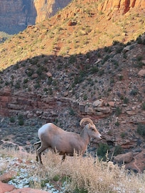 Big Horn sheep crossed right in front of us at Zion’s National Park