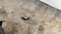 Mouse