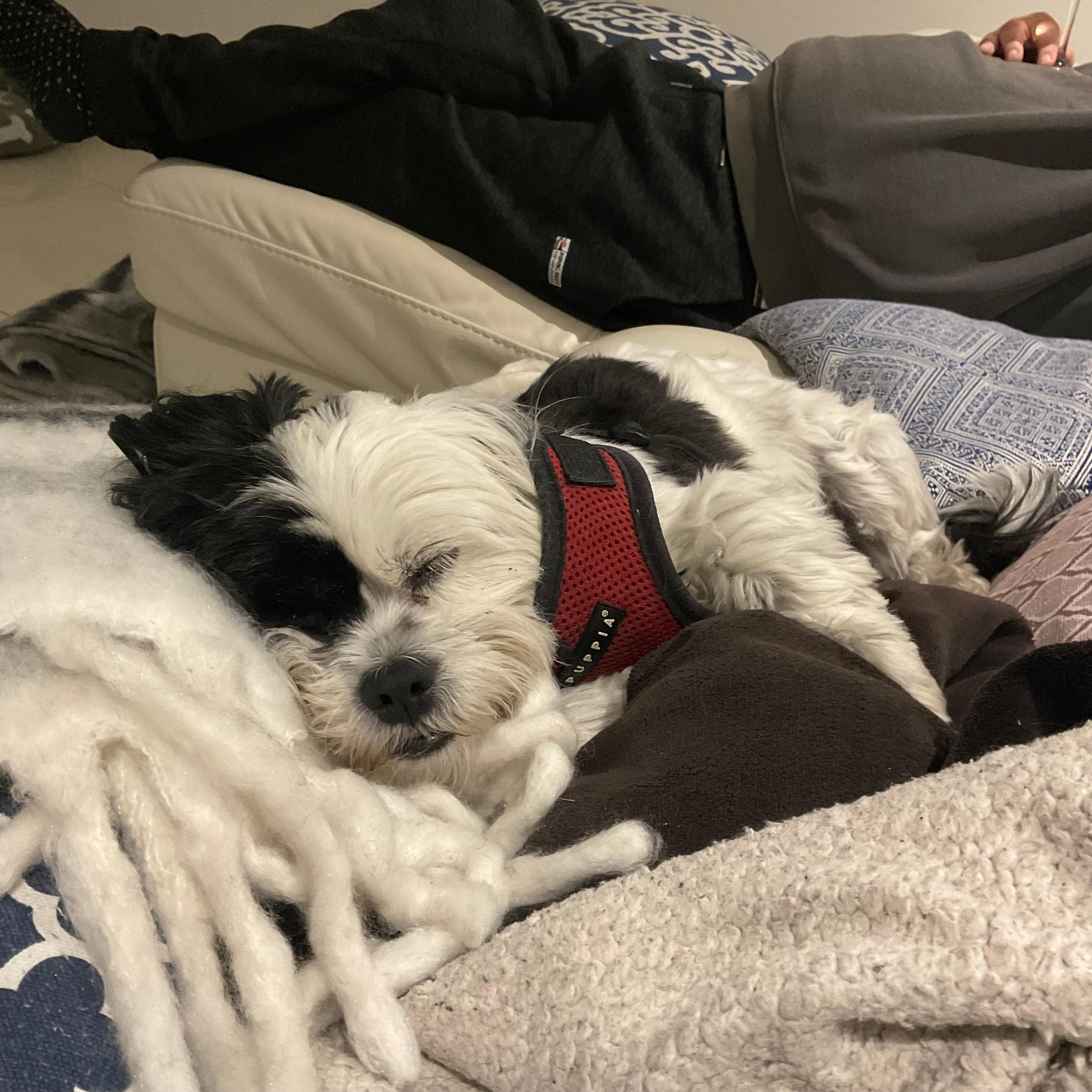 After an exhausting beach walk.