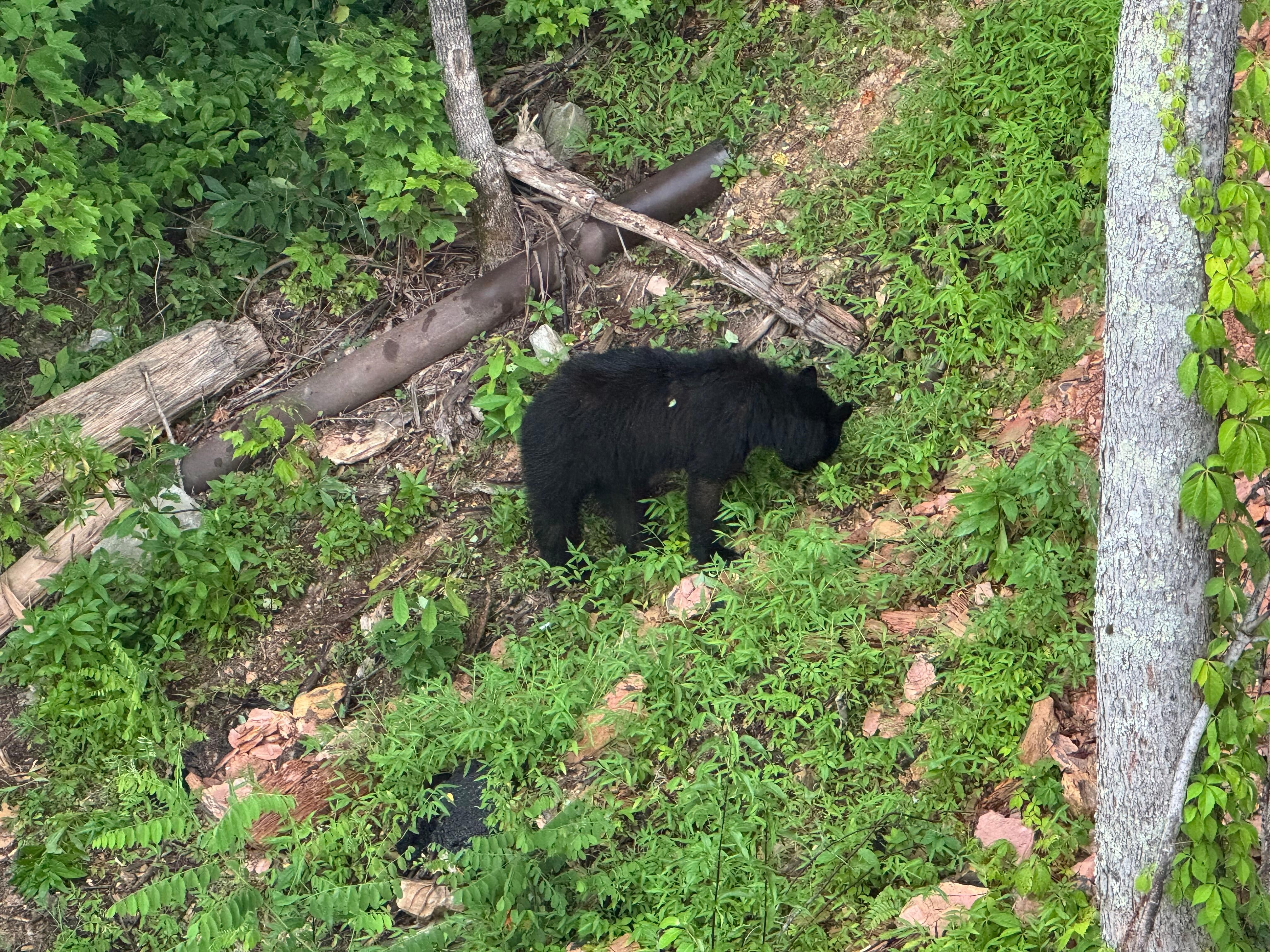 Sweet black bear, taken from the upper deck. 