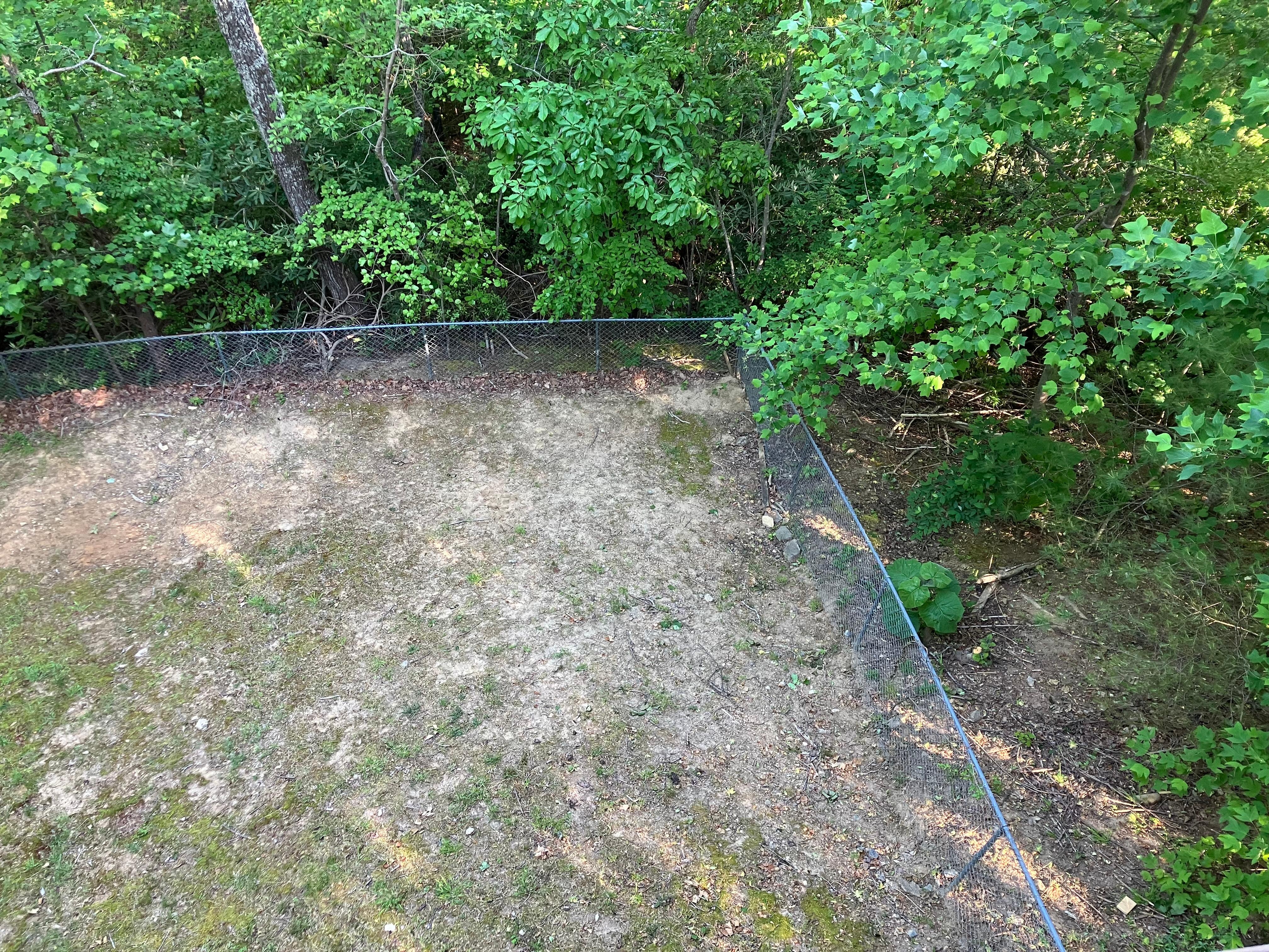 Backyard (still spring)