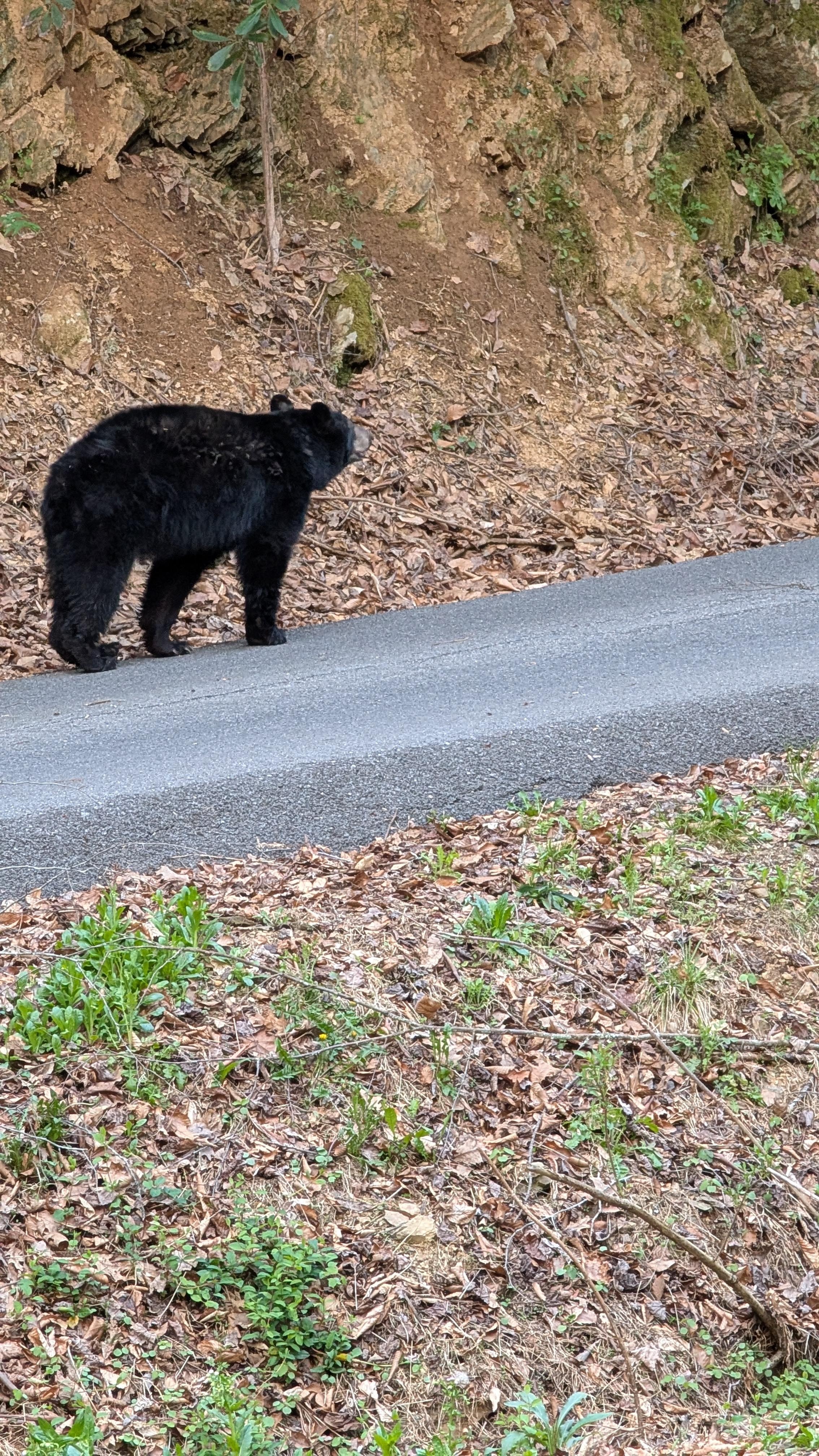 Saw a bear within quarter mile of the cabin walking up someone's driveway. So cool!