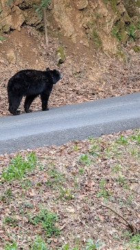 Saw a bear within quarter mile of the cabin walking up someone's driveway. So cool!