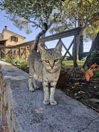 Hauskatze.