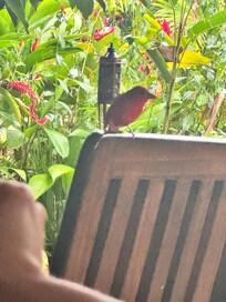 Visitor from US at breakfast