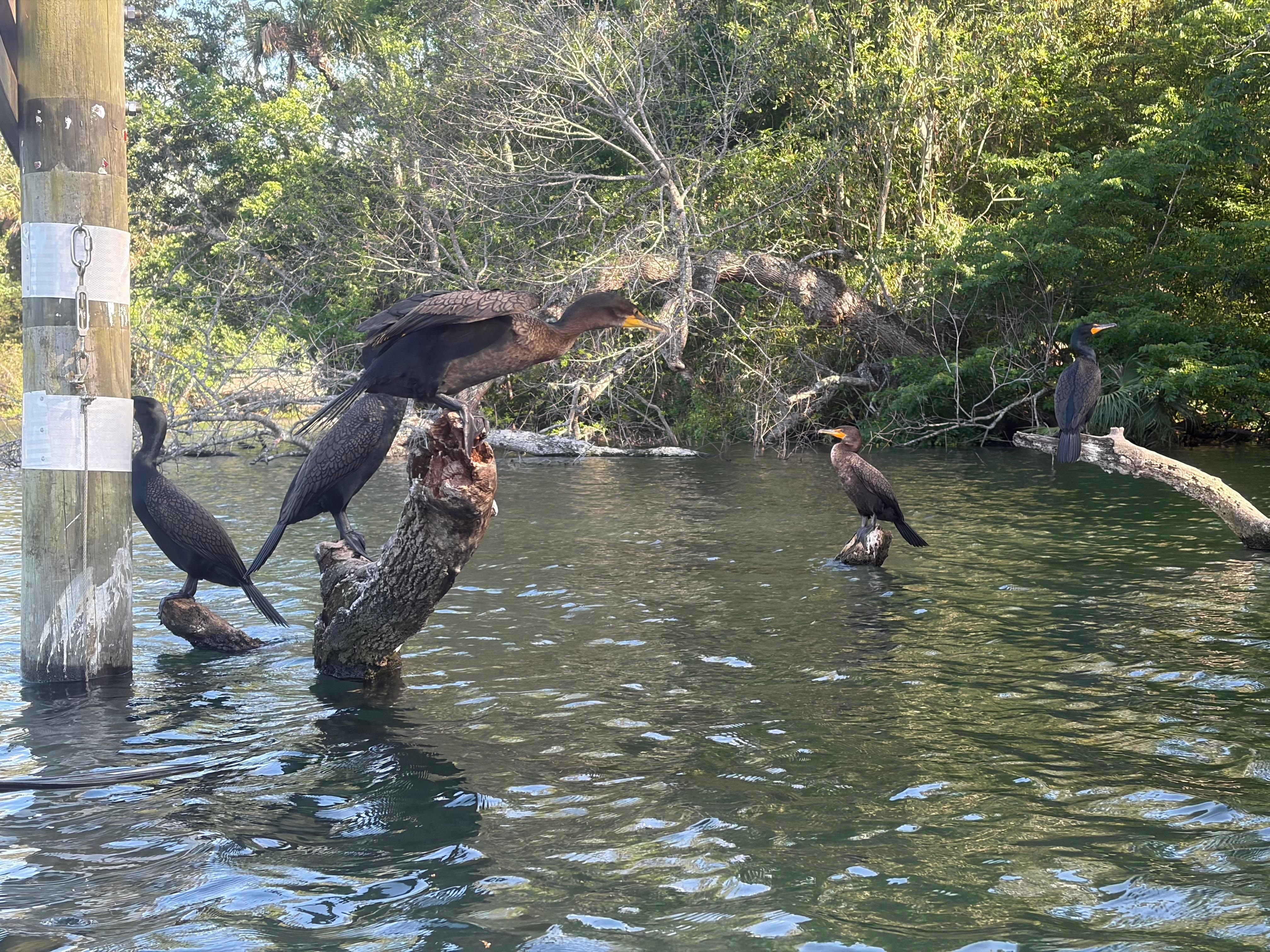 Birds at the springs