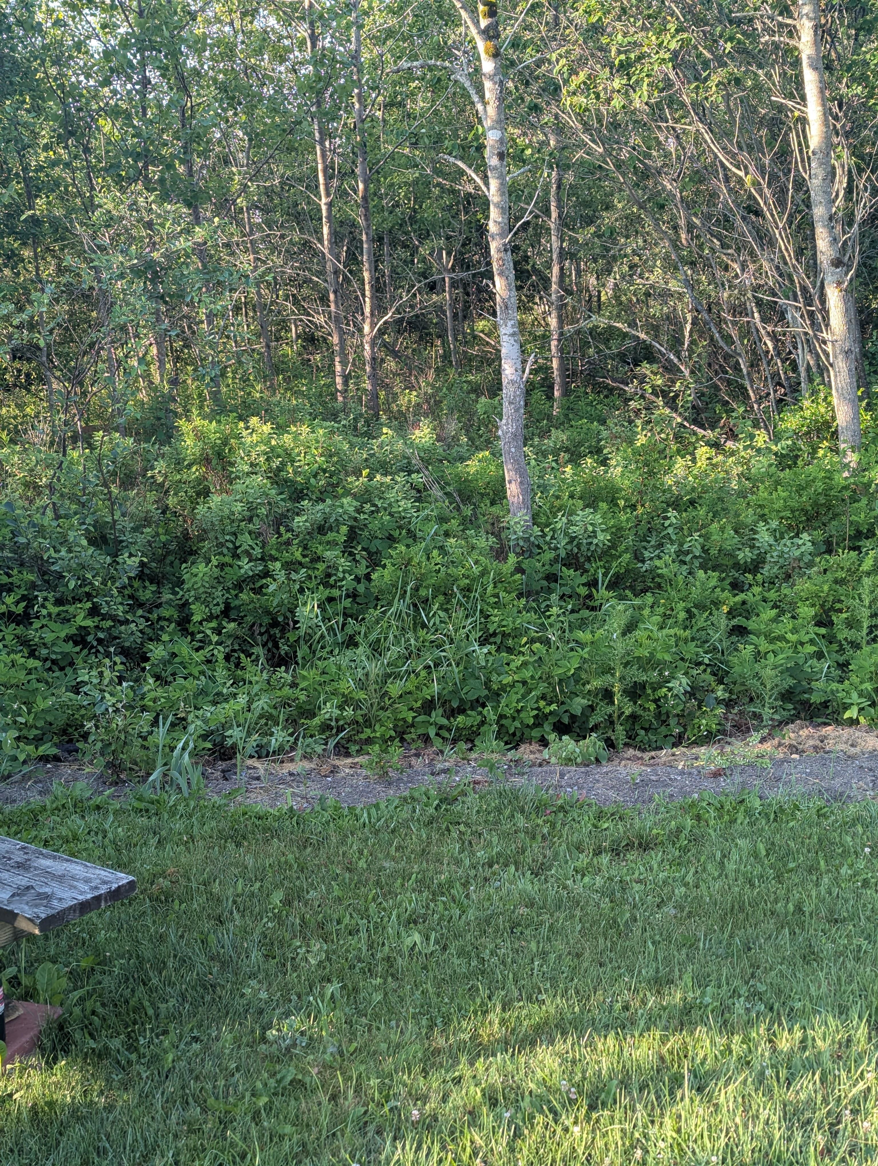 Where the deer would venture out from