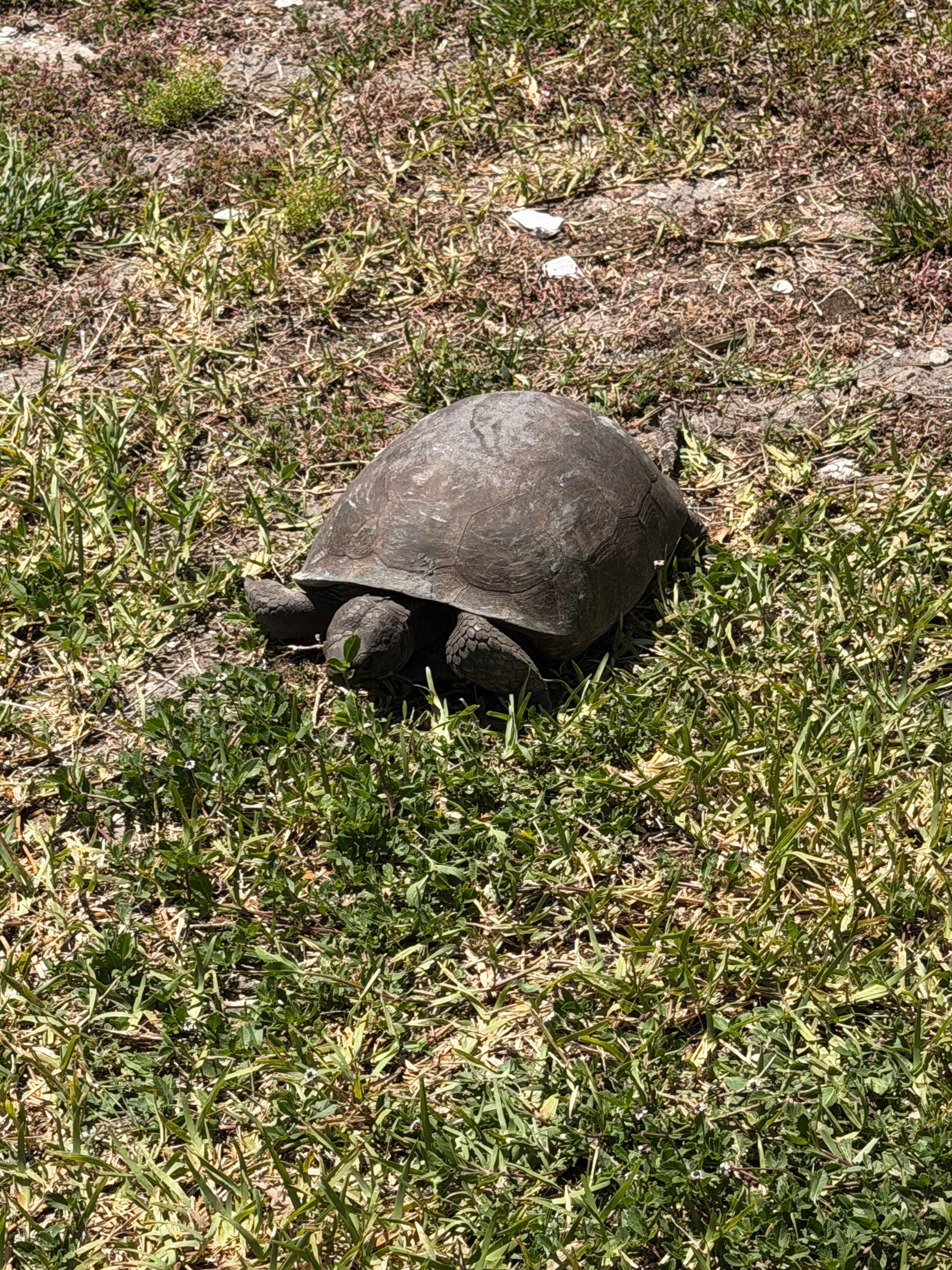 Turtle on Cabbage Key!