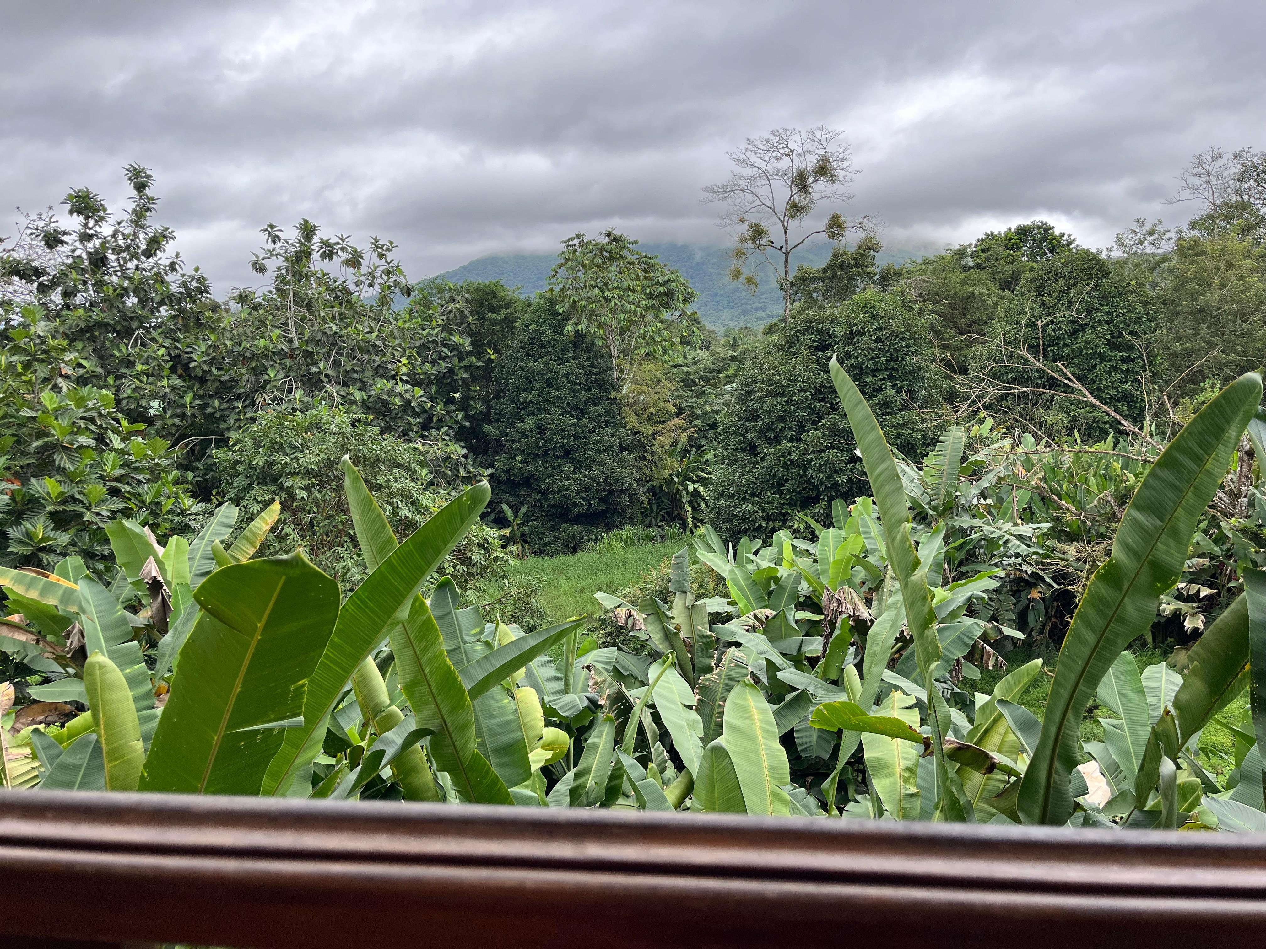 Meals at the onsite restaurant with a gorgeous view of nature