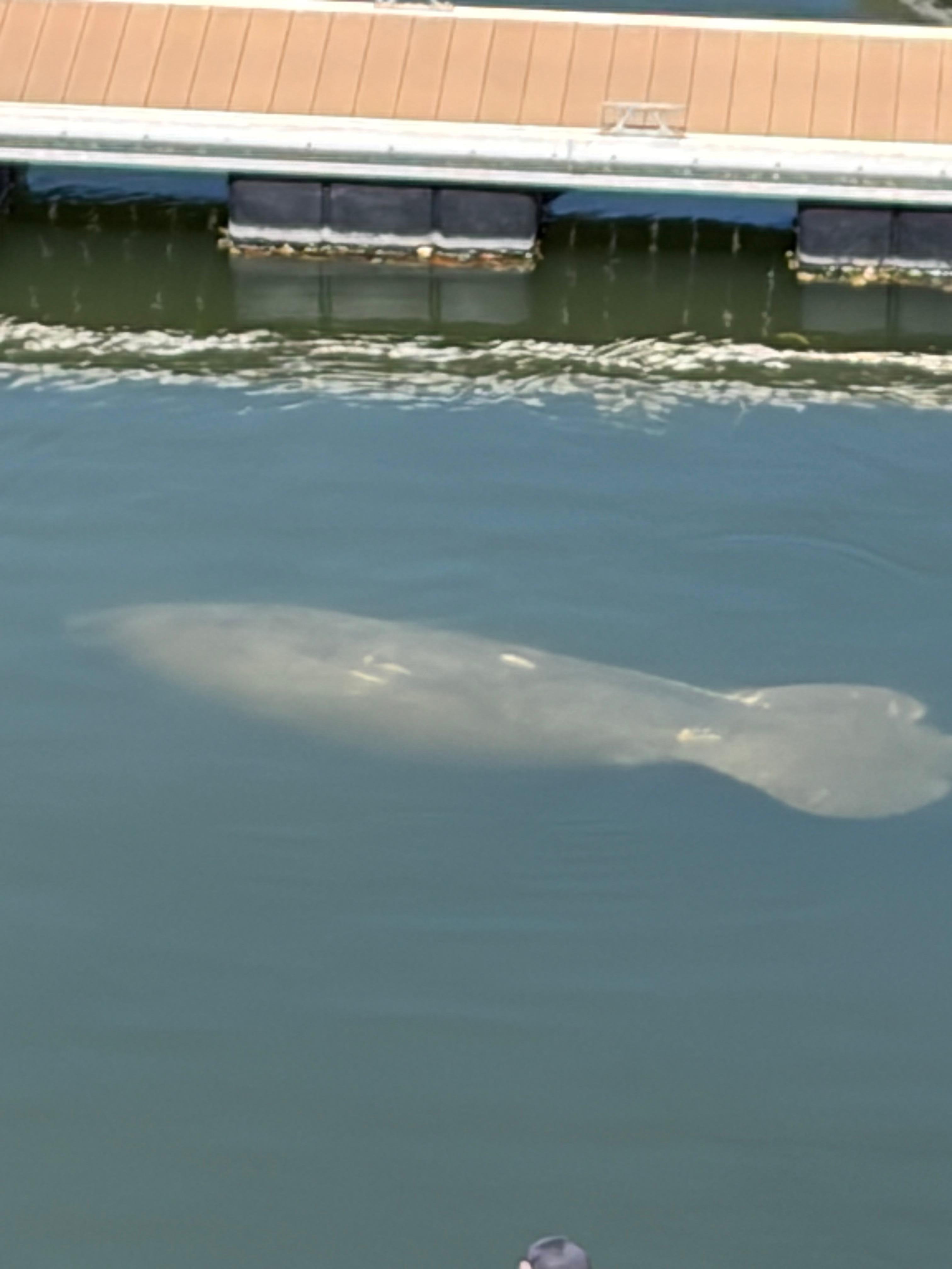 Saw a manatee right from our balcony