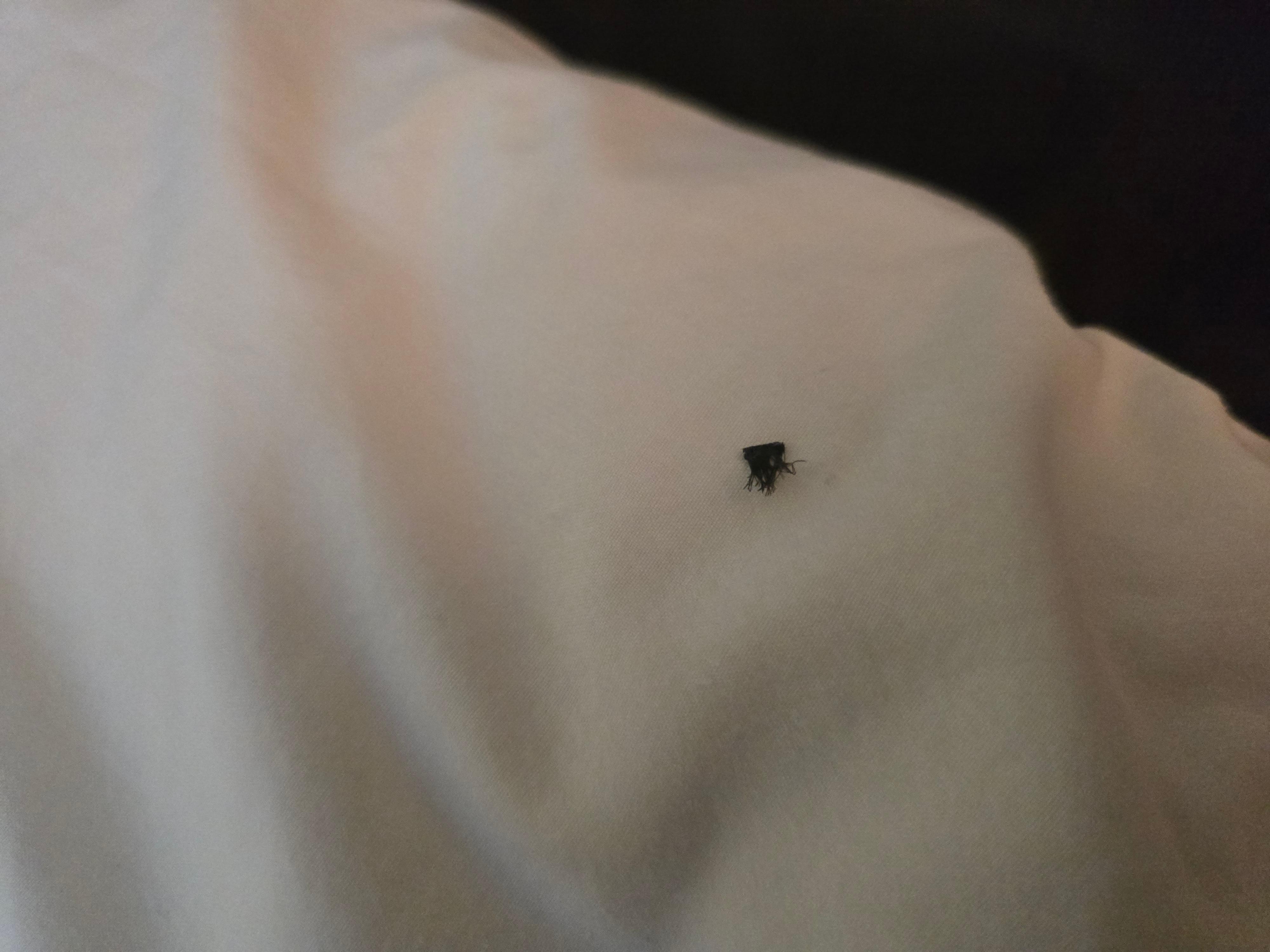 Dead bug on pillow. 