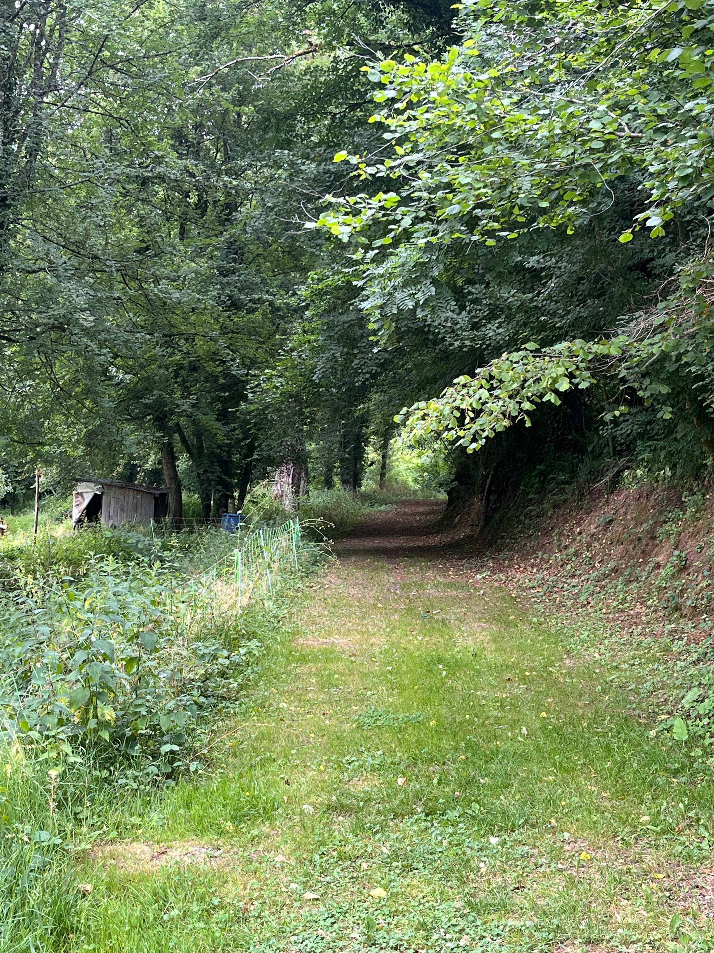Beautiful walk into the woods