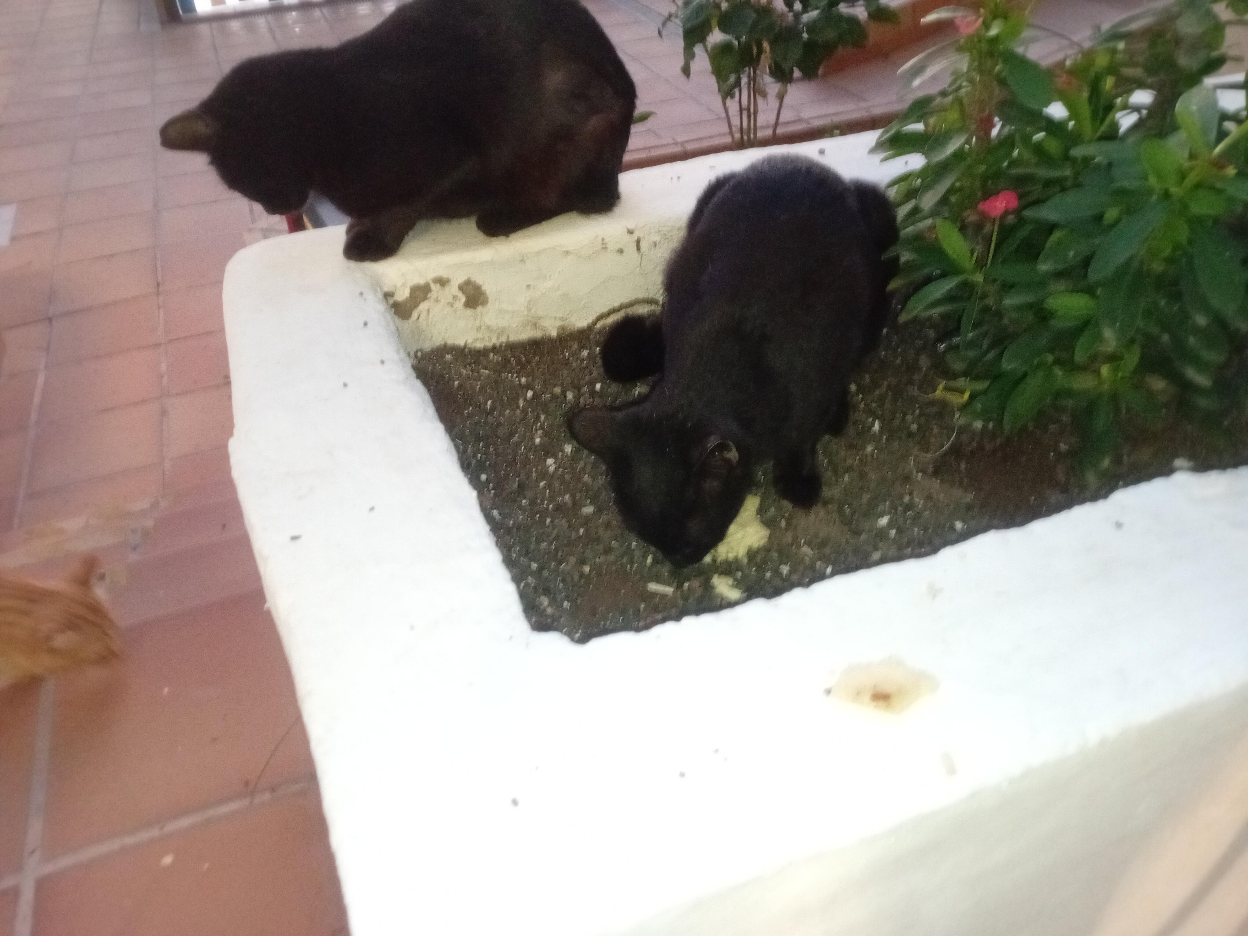 Cats outside my door , but love cats but they wee ..awfull smeel 