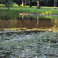 The front pond with that goose and more of his ladies.