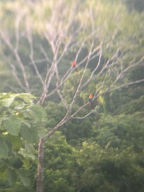 Red macaws through the binoculars