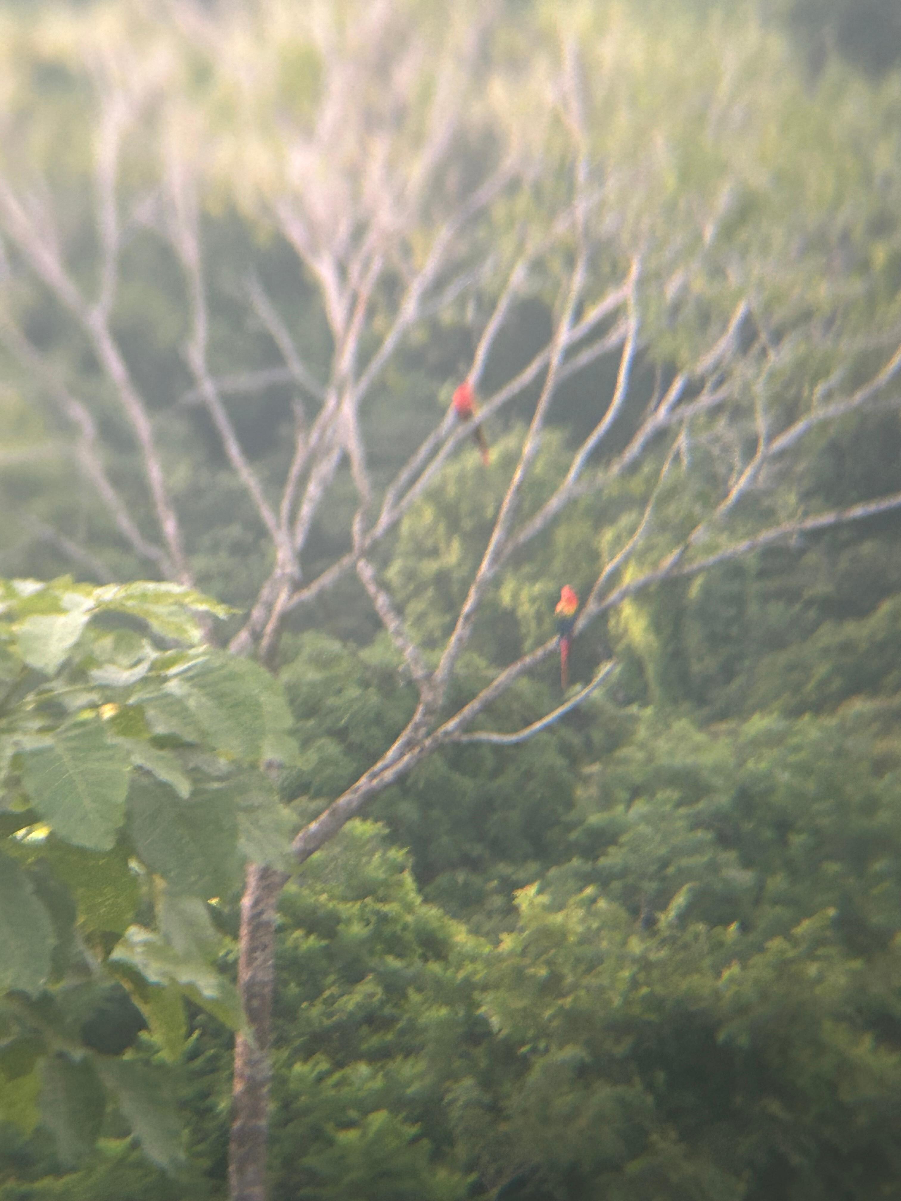 Red macaws through the binoculars 