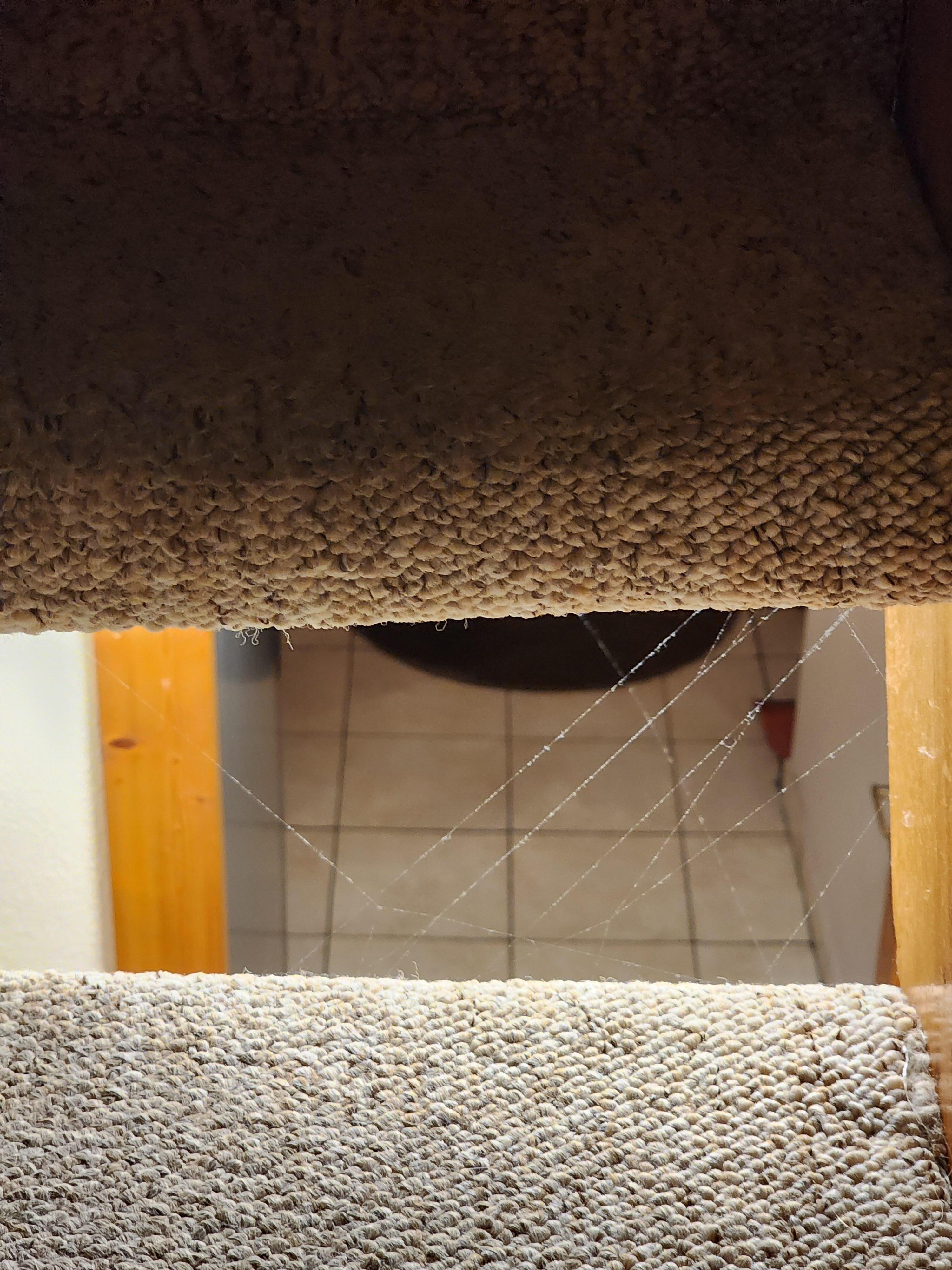Cobwebs on stairs