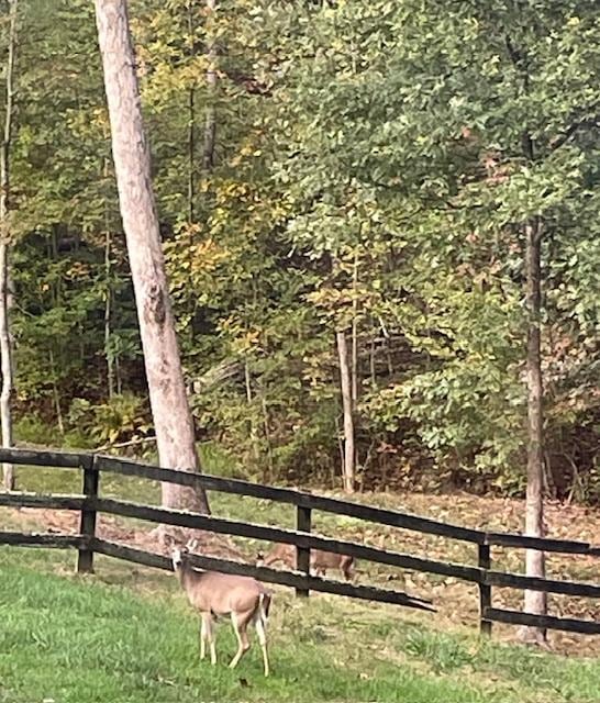 Deer were visible each morning