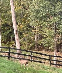 Deer were visible each morning