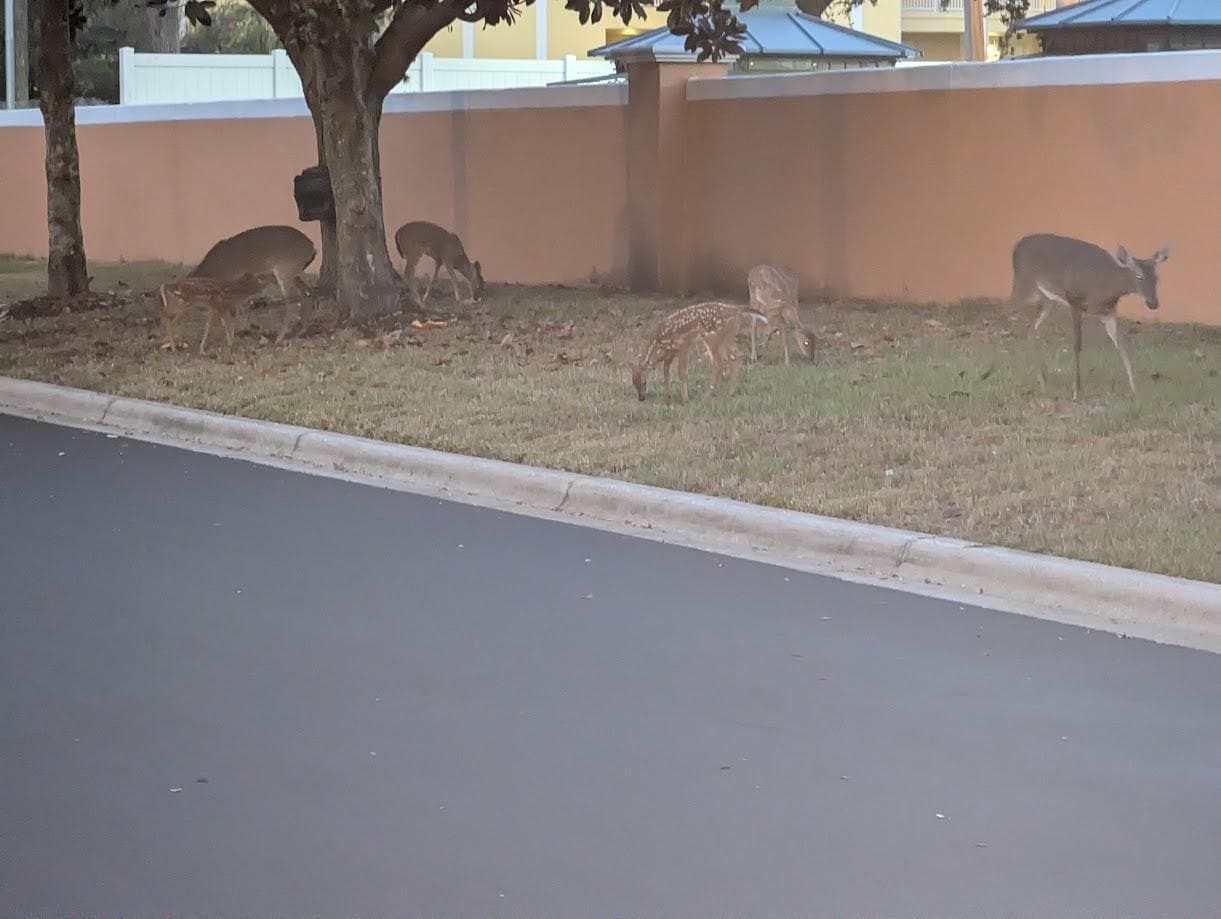 Deer reserve, very cool place! 