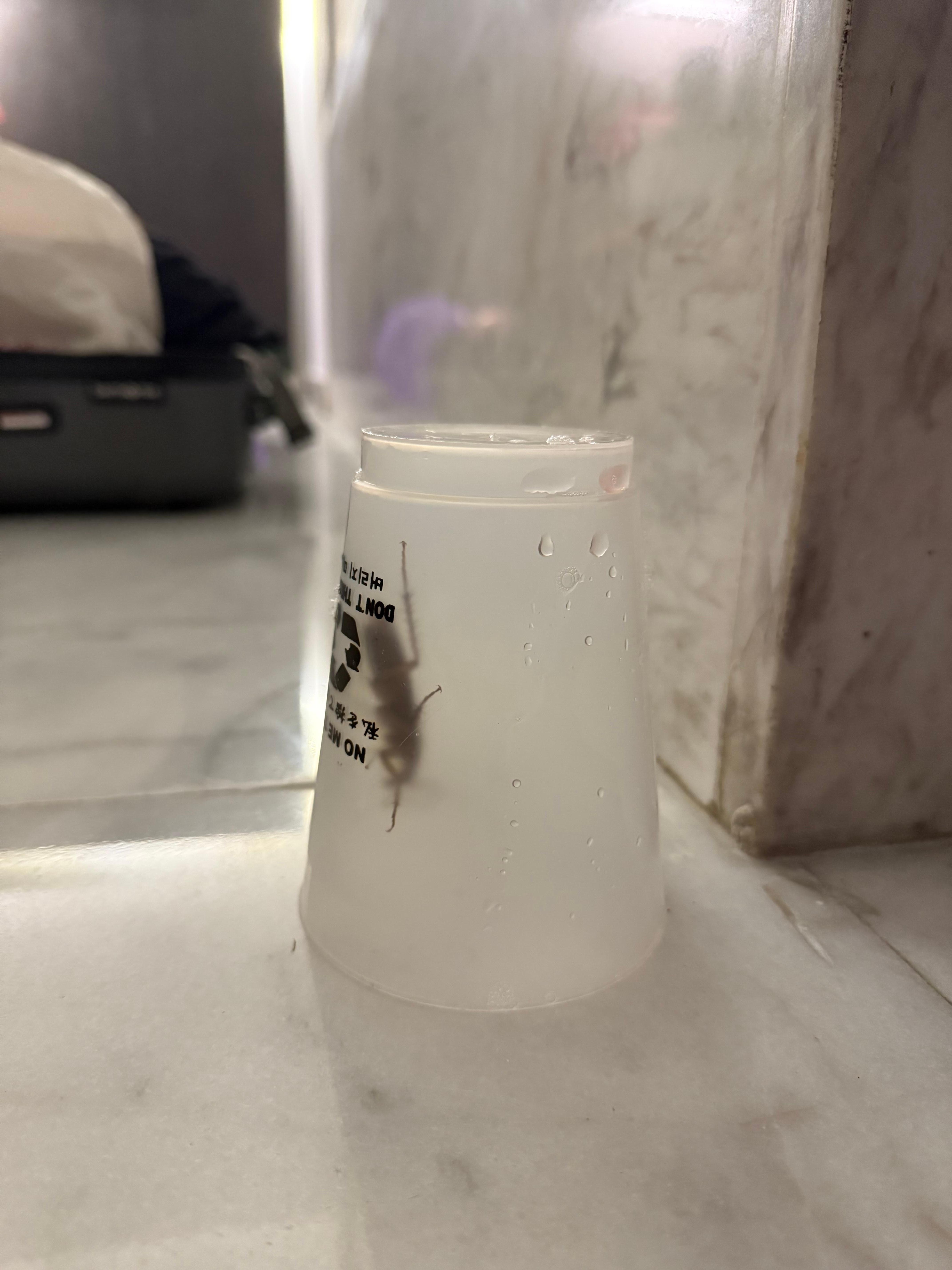 This is my issue with my overall experience. About a 2 inch cockroach in my room. The problem wasn’t the cockroach so much, but the way this incident was handled.