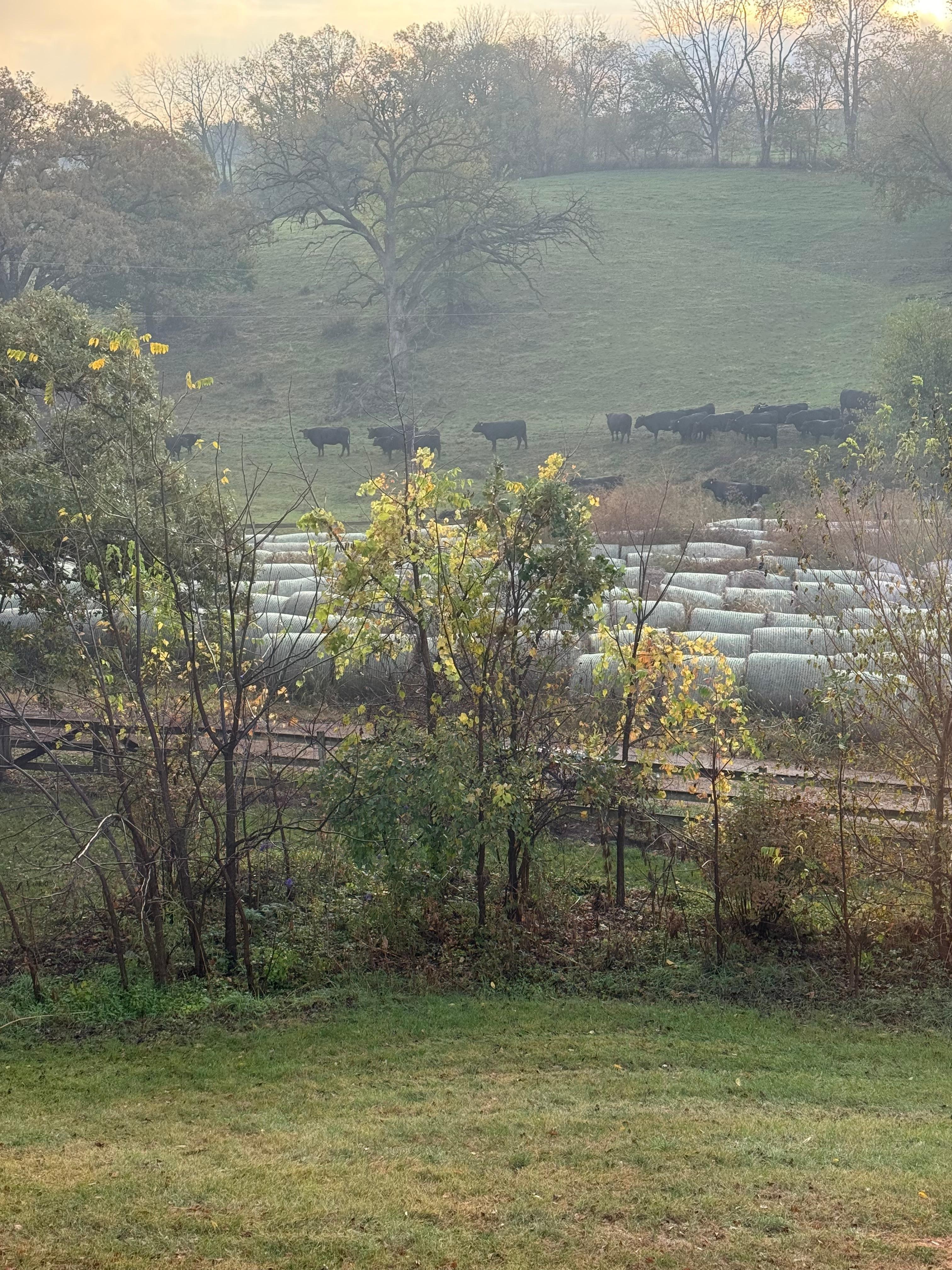 View from primary BR window