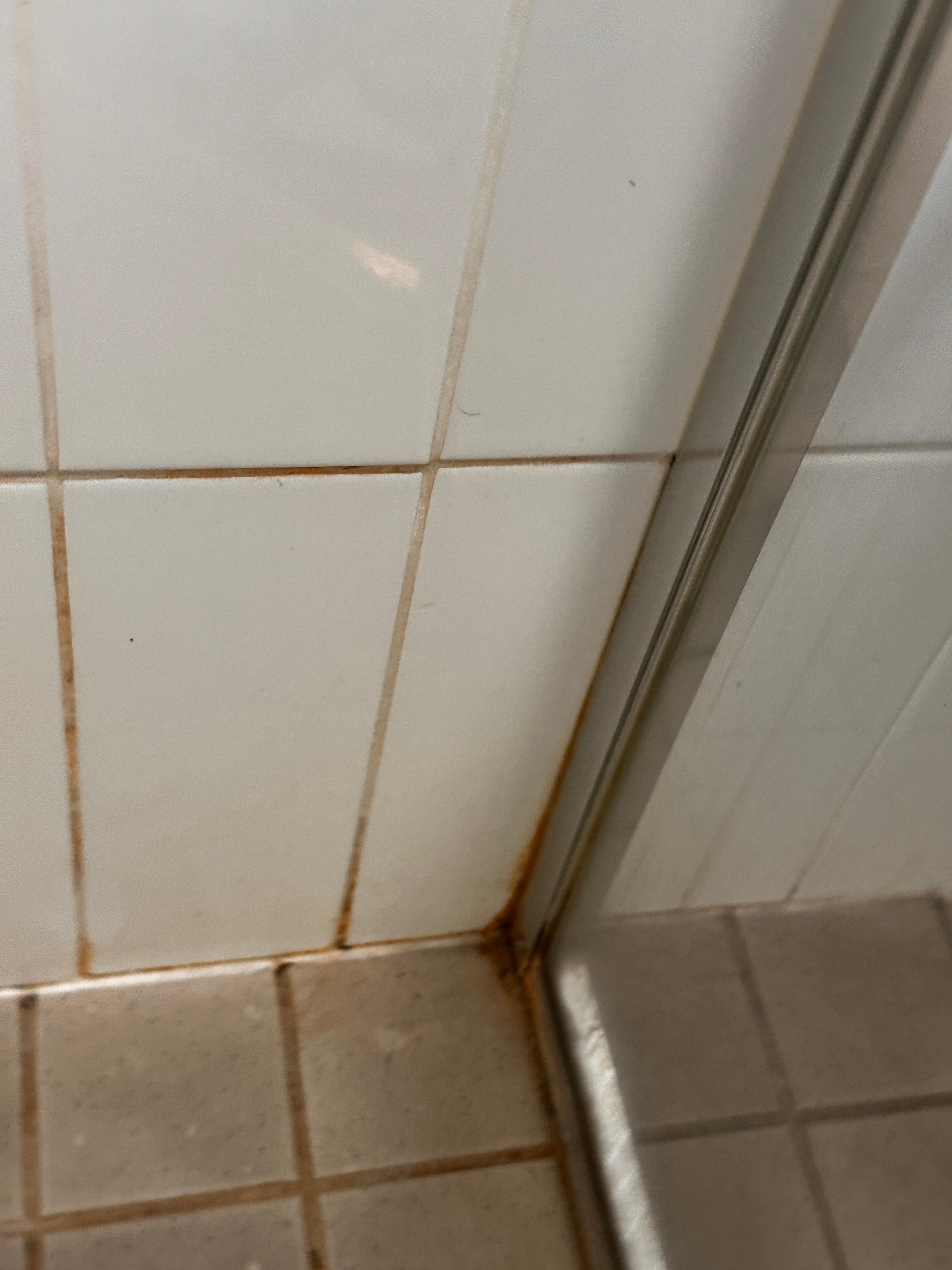 Pink bacteria and mould in shower