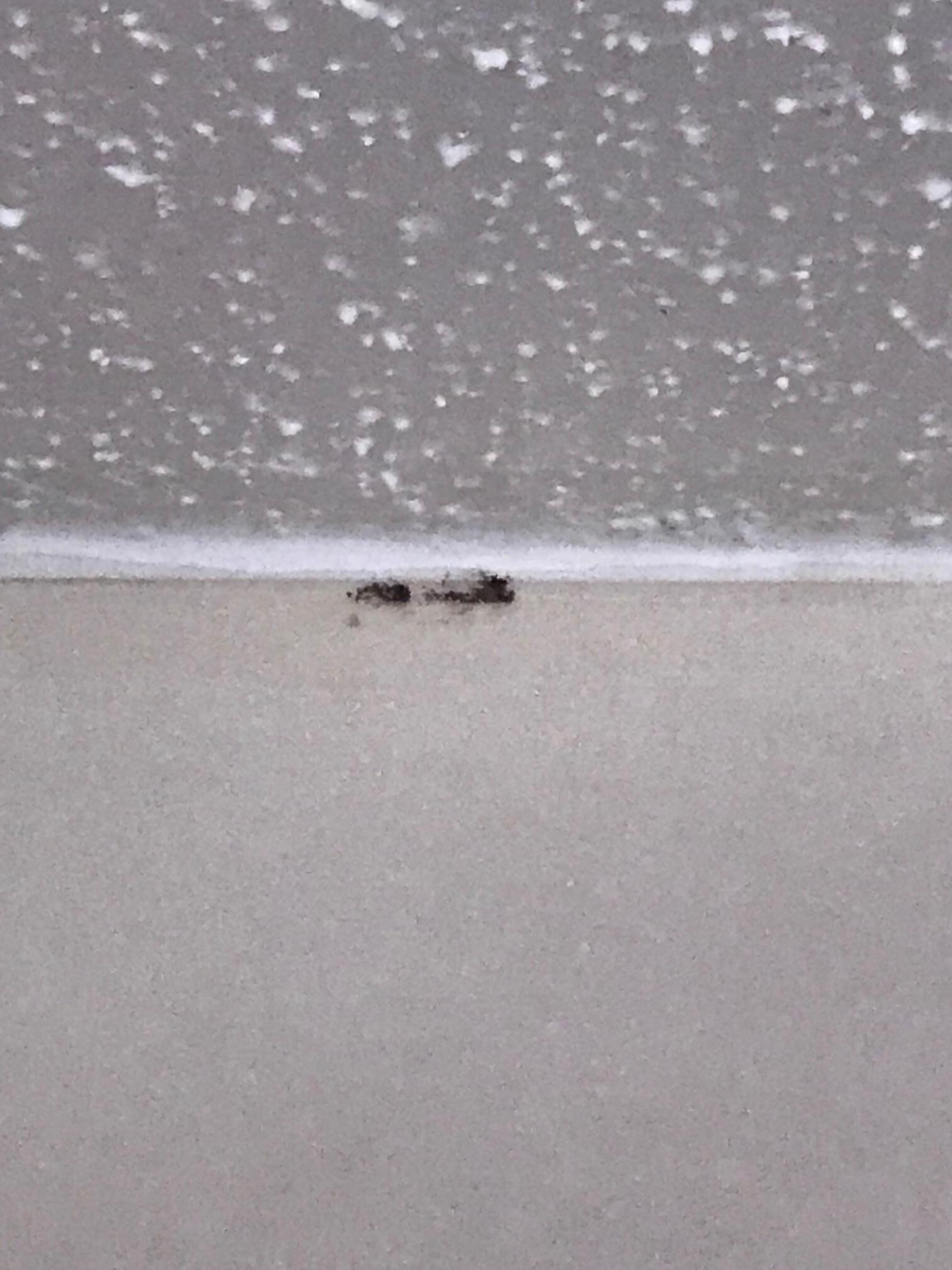 Black mold bathroom ceiling 