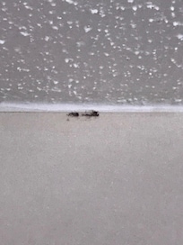 Black mold bathroom ceiling