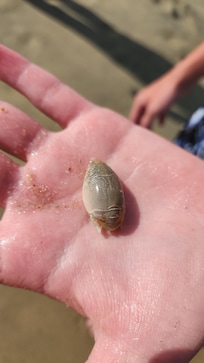 Mole crab on the beach behind the condo!