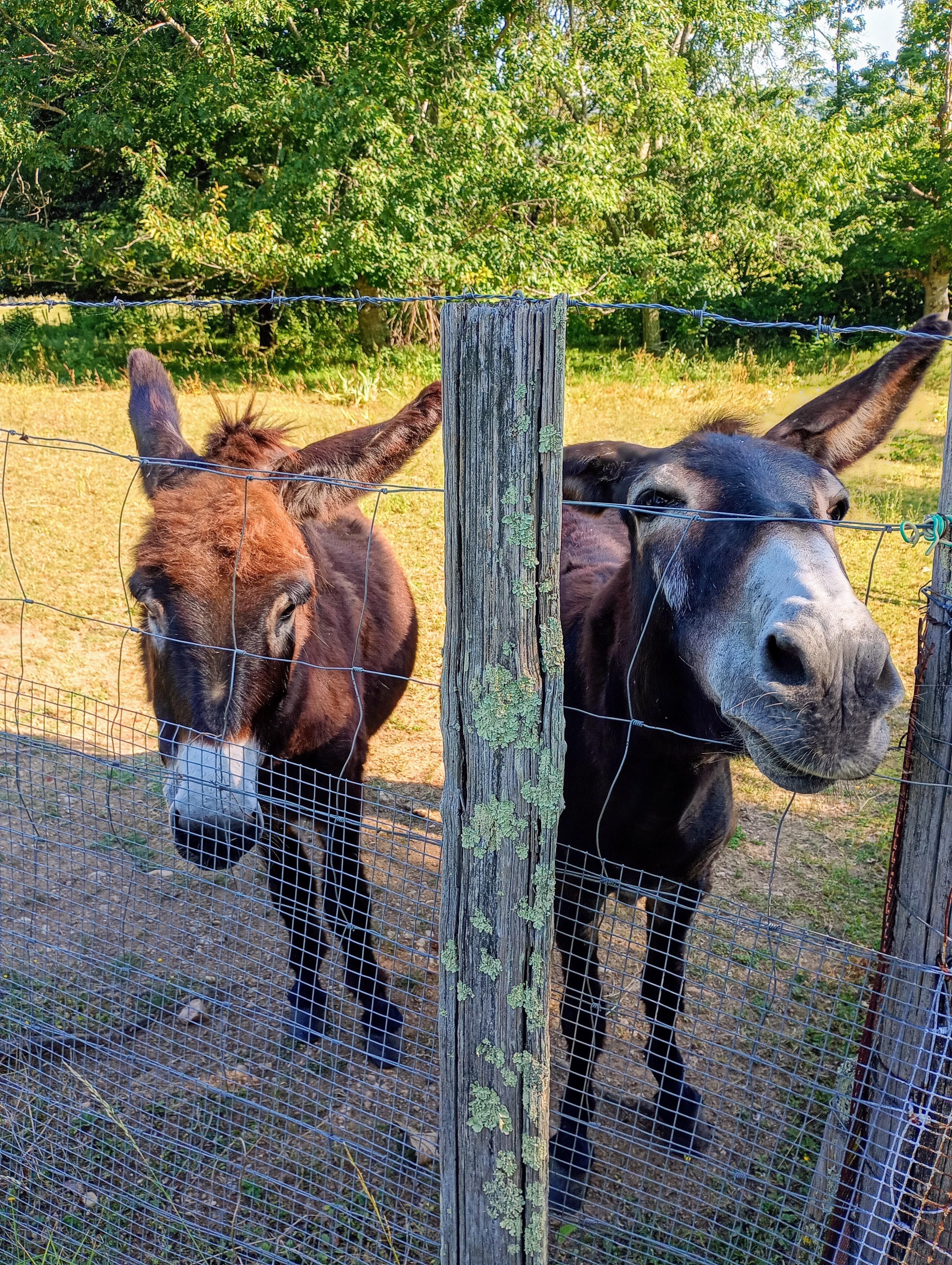 The owners have three donkeys 💗