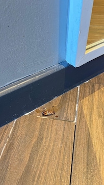 Daily visit, always found one in my room