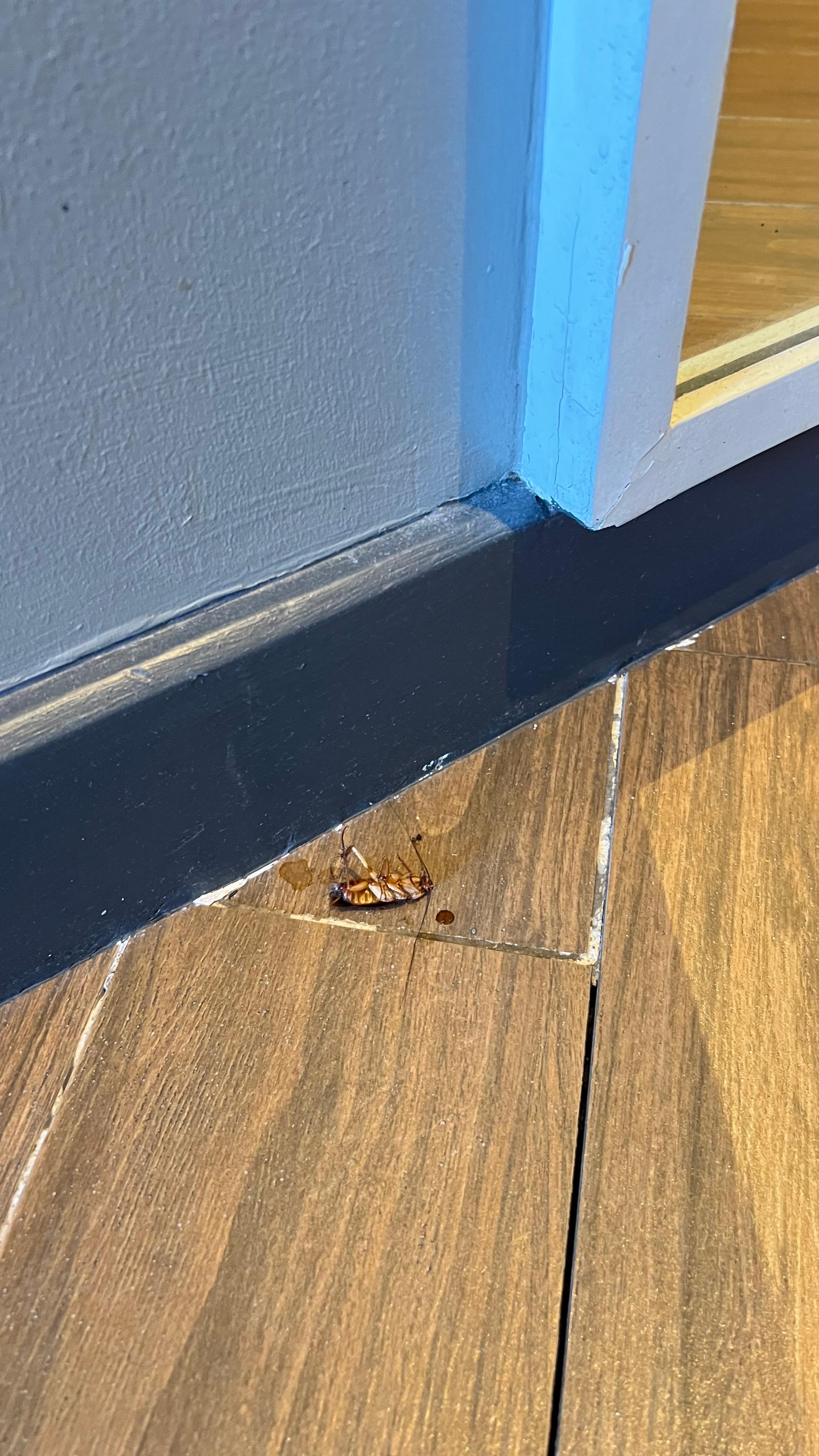 Daily visit, always found one in my room