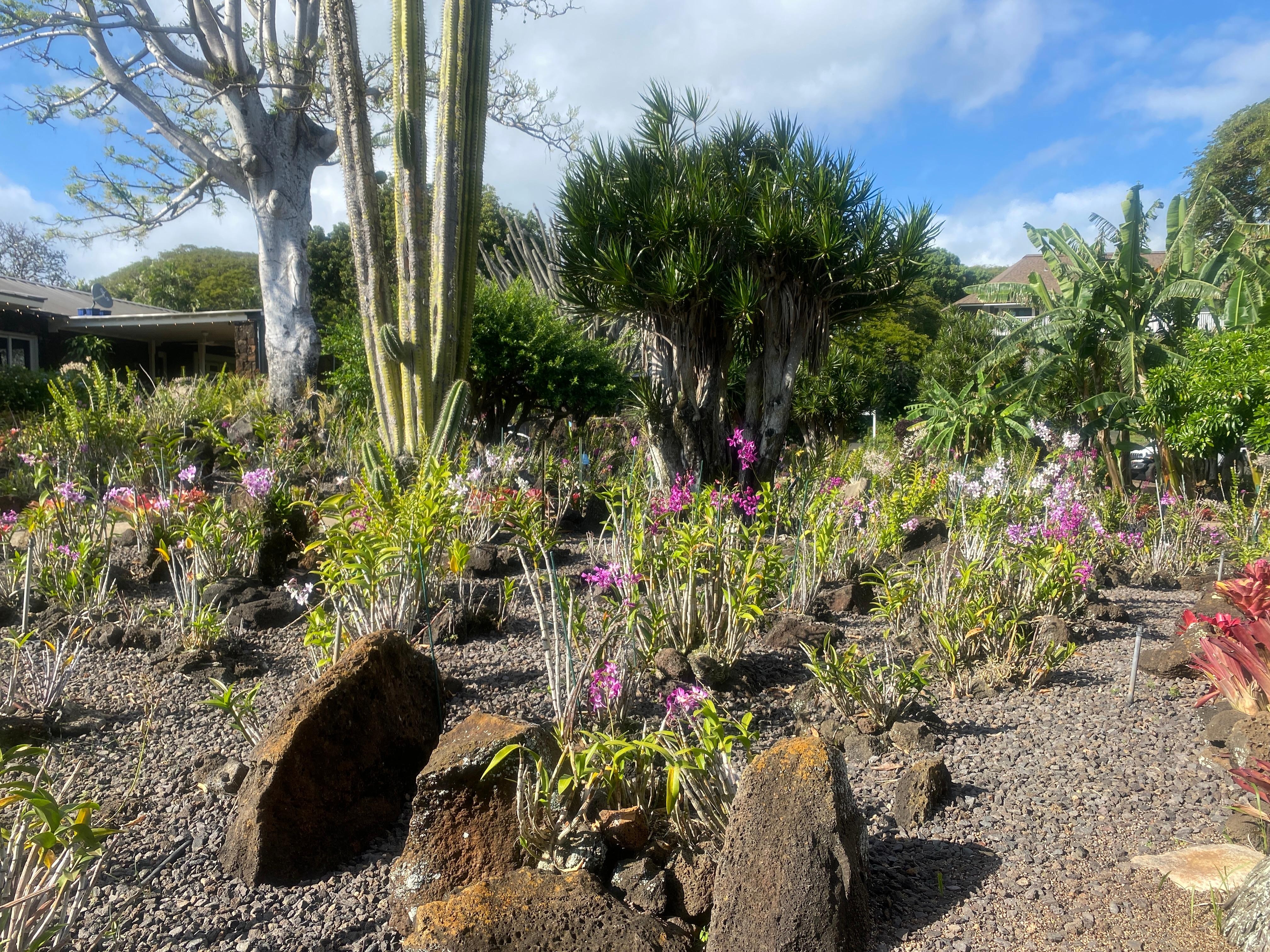 Orchid garden.