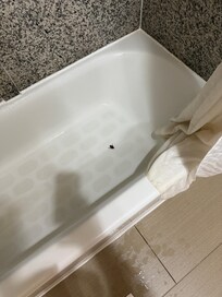 Cockroach from towel.