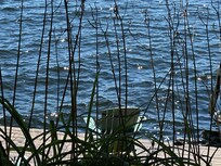 Looking out to the lake