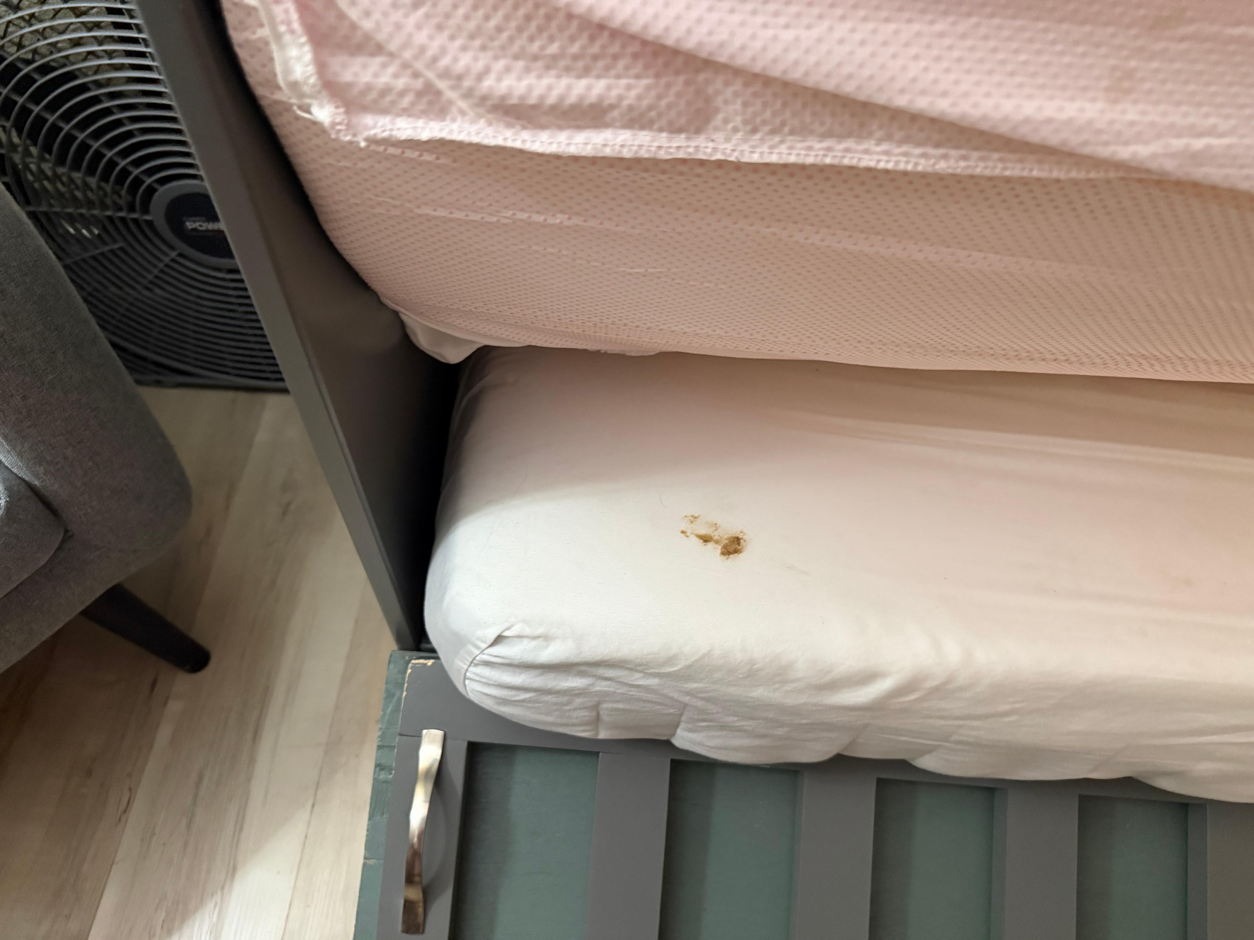 Poop on the bedsheet for the Murphy bed