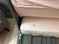 Poop on the bedsheet for the Murphy bed