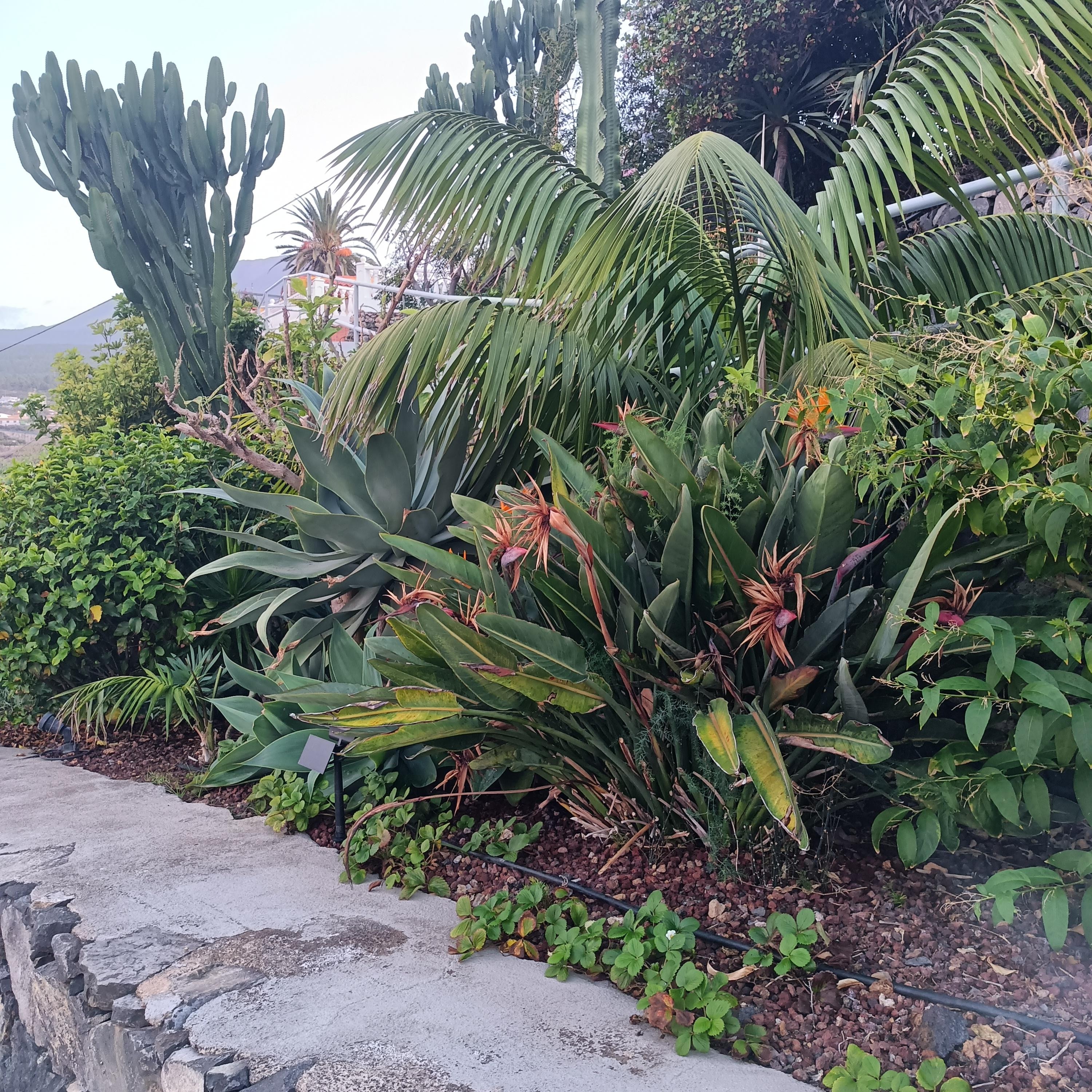 Altro vialetto interno della proprietà 