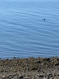 Dolphins