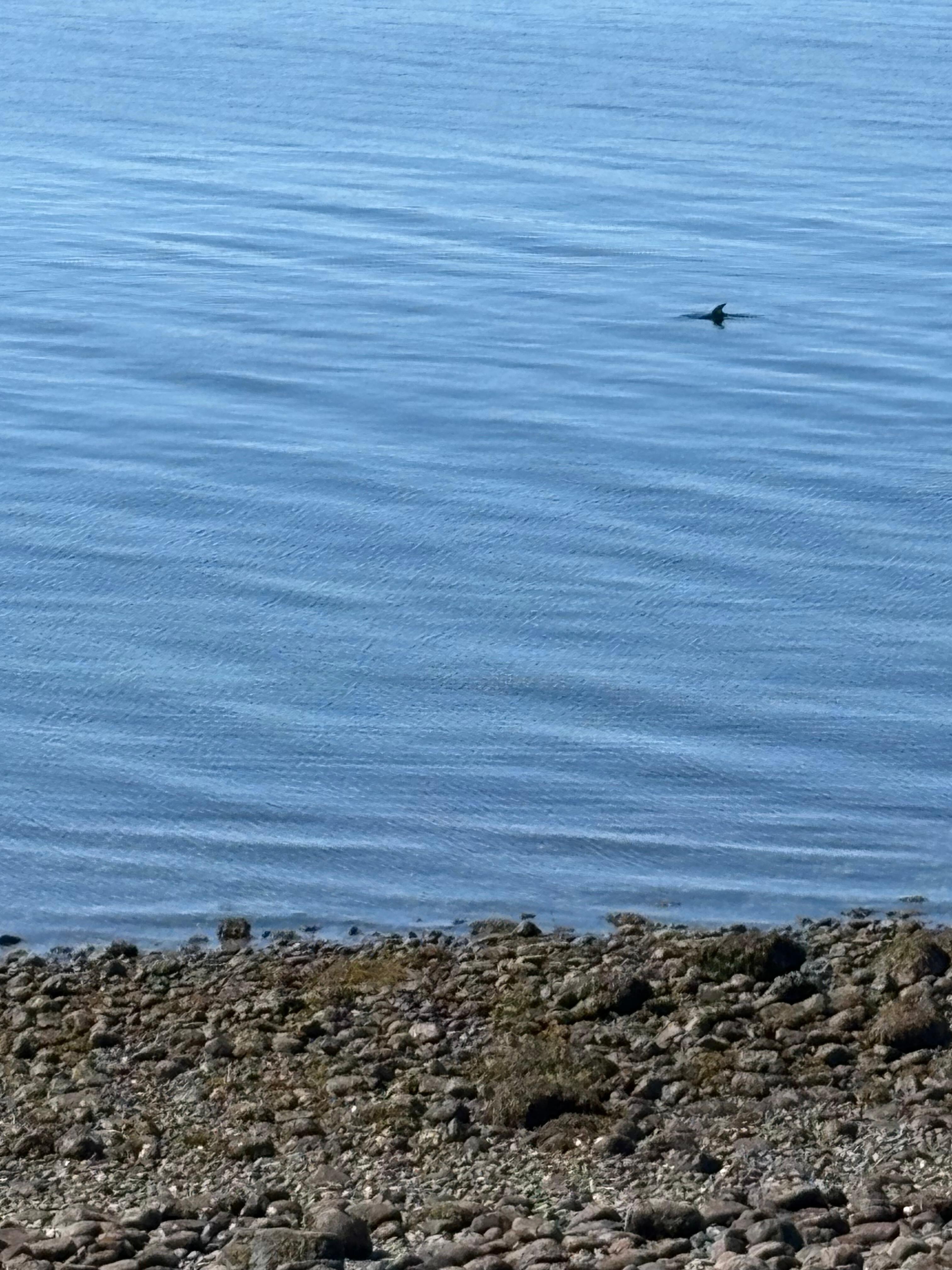 Dolphins 