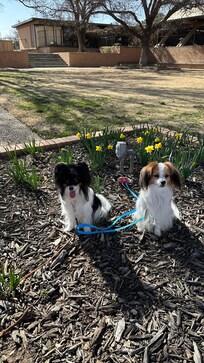 We came for the Lubbock dog show. This picture was taken at the arboretum.