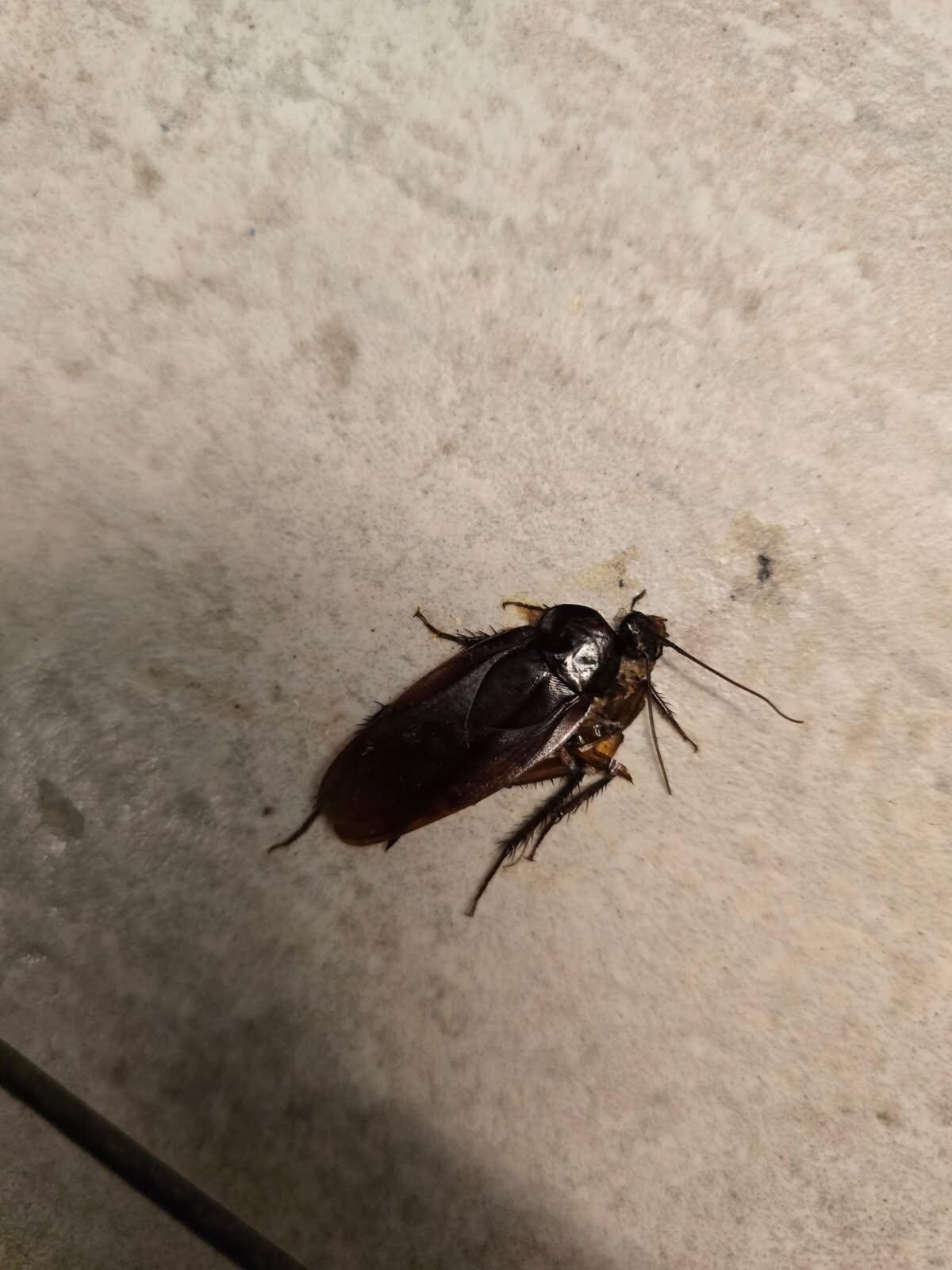 Cockroach in men’s restroom off the main lobby.